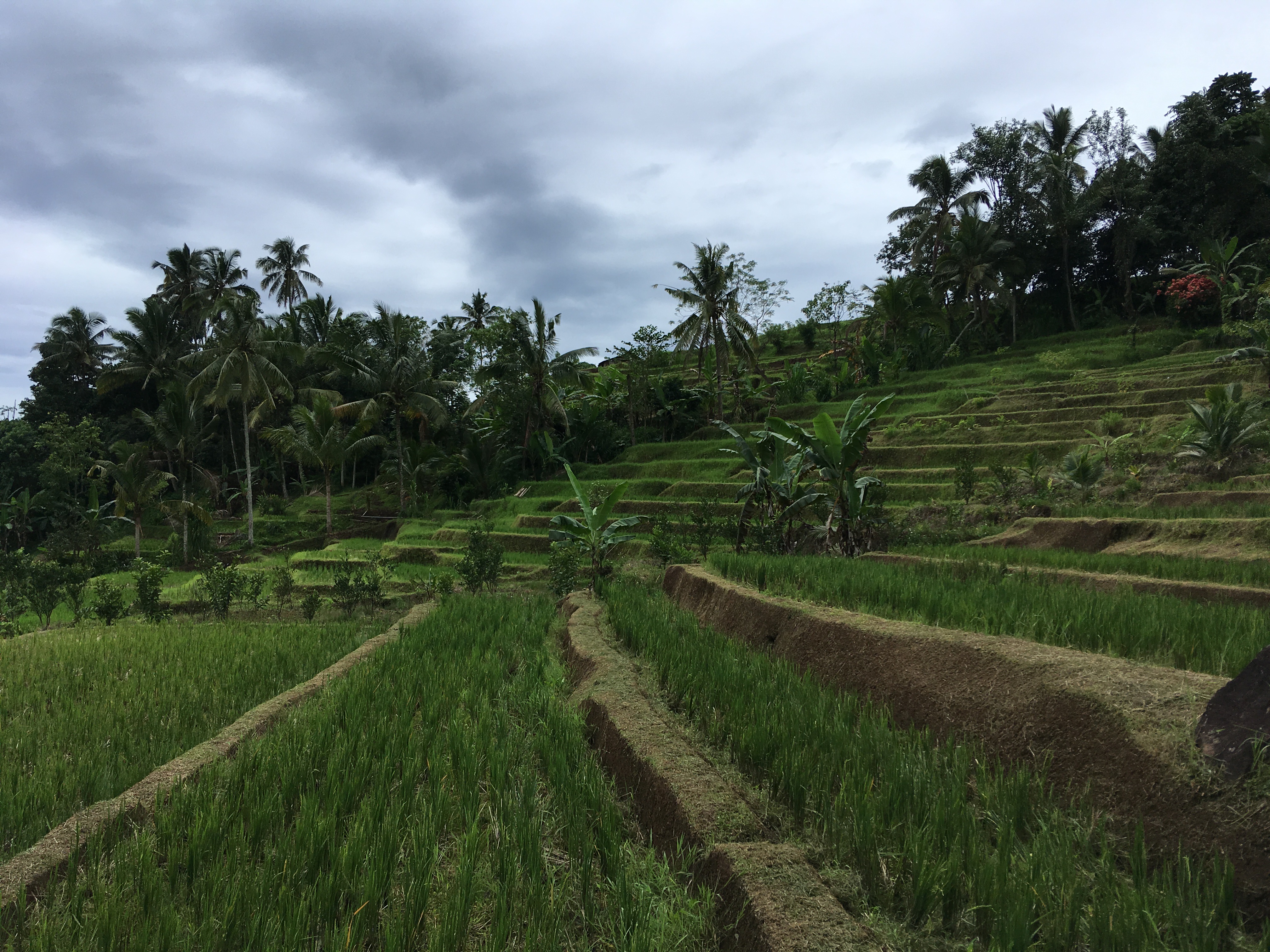 Arrozales de Jatiluwih en Bali