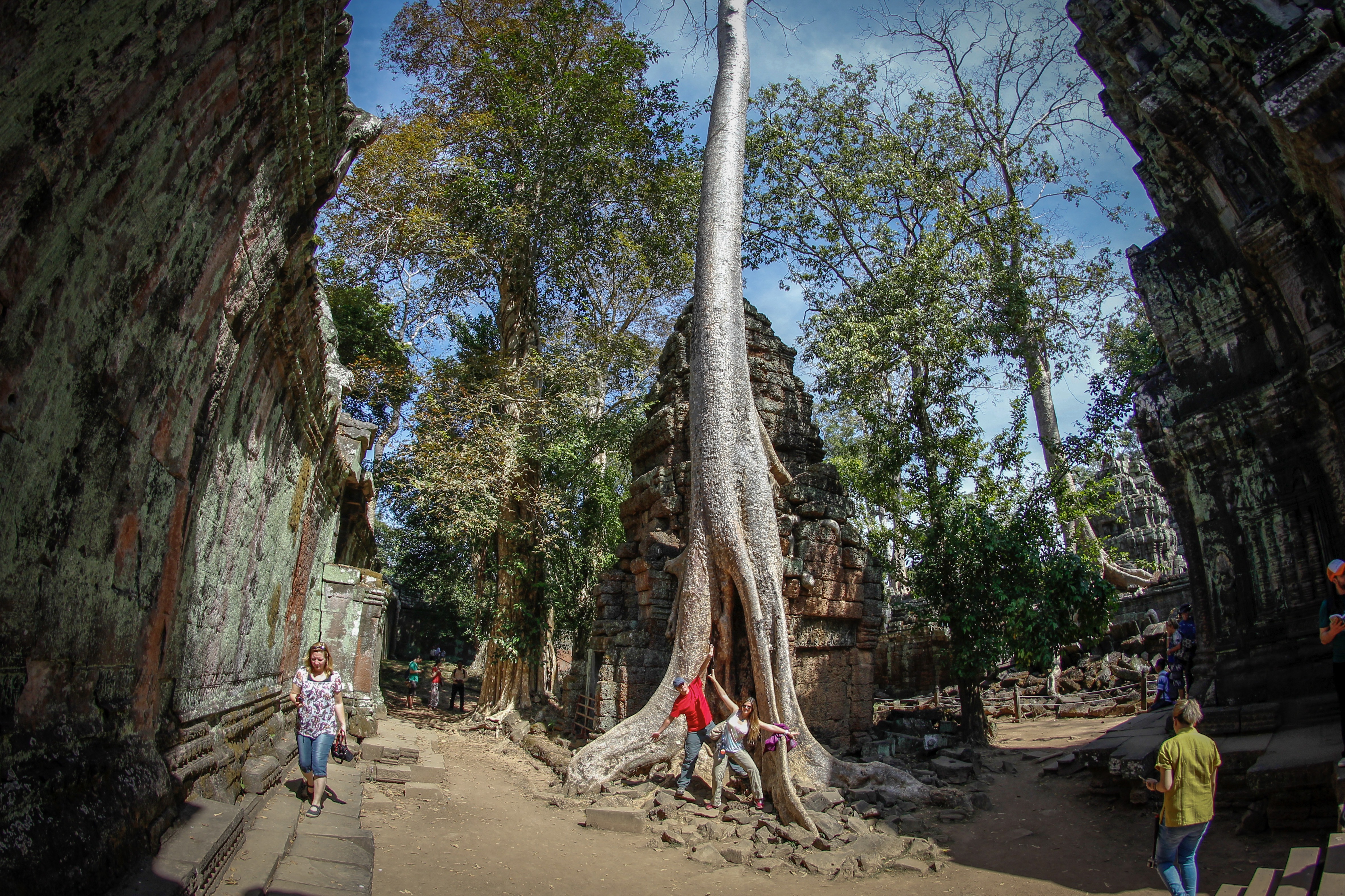 Raíces de árboles sobre las ruinas de Ta Prohm, Siem Reap